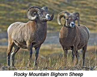 Ricky Mountain Bighorn Sheep